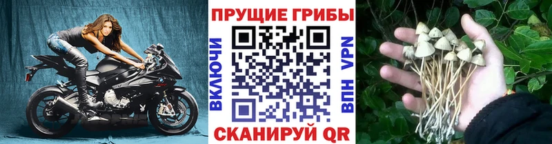 дарк нет официальный сайт наркошоп Дмитров Псилоцибиновые грибы прущие грибы